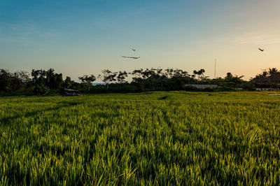 Scenic view of agricultural field against sky