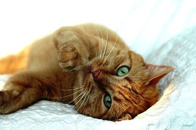 Close-up of cat resting on bed