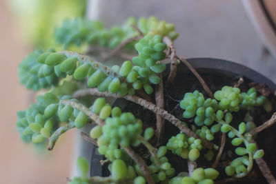 Close-up of succulent plant