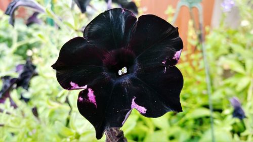Close-up of flowers