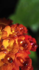 Close-up of water drops on leaf