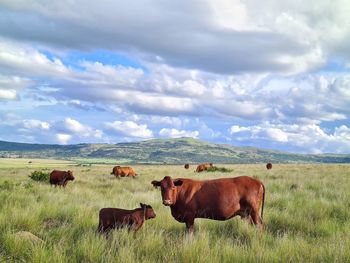 Cows on field against sky