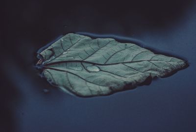 Close-up of leaf on water