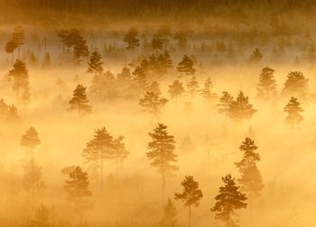 Trees in forest against sky