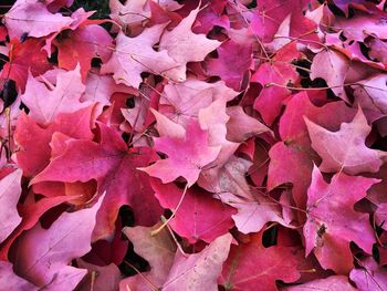 Full frame shot of leaves