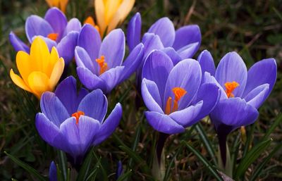 Close-up of purple flower blooming in field