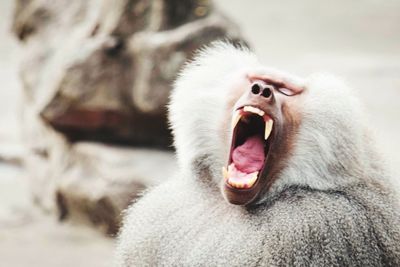 Close-up of a cat yawning