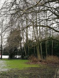 Bare trees on field against sky