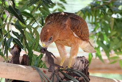 Close-up of owl perching on tree