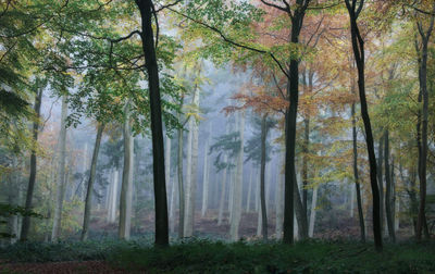 Trees in forest during autumn