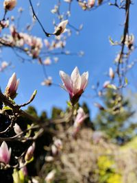 Close-up of pink cherry blossoms in spring