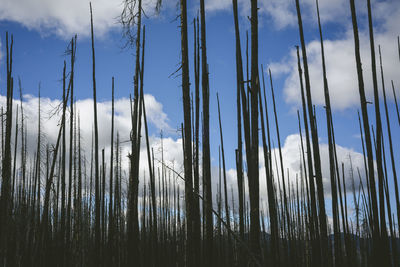 Dead burned trees silhouetted against blue sky