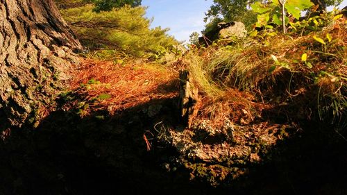 Scenic view of forest