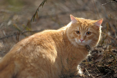 Portrait of a cat