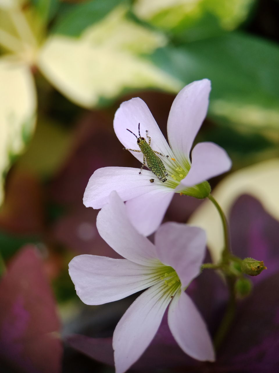 CLOSE-UP OF INSECT POLLINATING ON PURPLE FLOWER