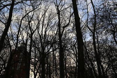 Low angle view of bare trees in forest