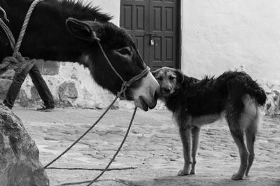 Portrait of a horse