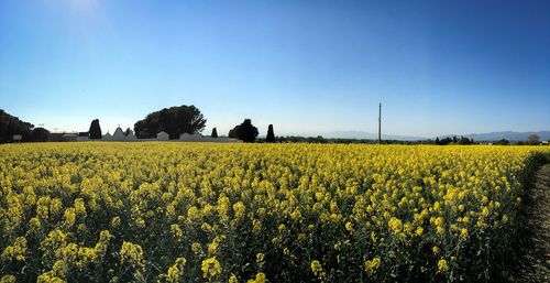 Scenic view of oilseed rape field against clear blue sky