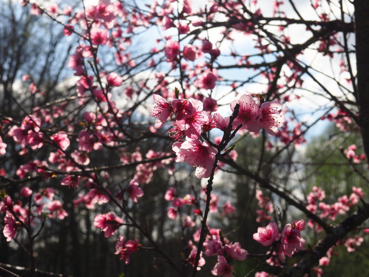 flowering plant, flower, plant, freshness, fragility, vulnerability, growth, pink color, beauty in nature, blossom, tree, branch, springtime, nature, petal, day, focus on foreground, close-up, no people, flower head, cherry blossom, cherry tree, outdoors, plum blossom, spring, bunch of flowers