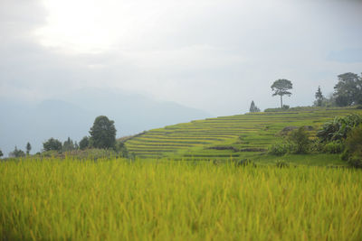 Scenic view of agricultural field against sky