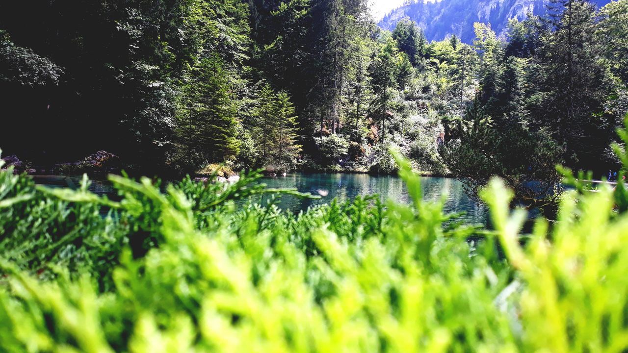 PLANTS BY LAKE IN FOREST