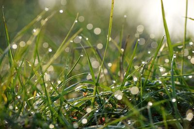 Close-up of wet grass on field during rainy season