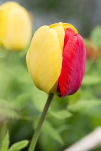 Close-up of yellow tulip