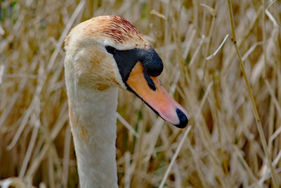 Young swan