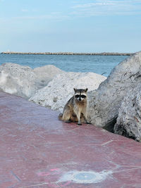 Cat sitting on rock by sea against sky