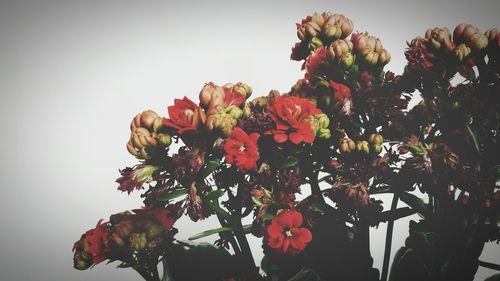 Close-up of red flowers