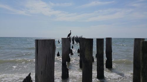 Seagull perching on wooden post in sea against sky