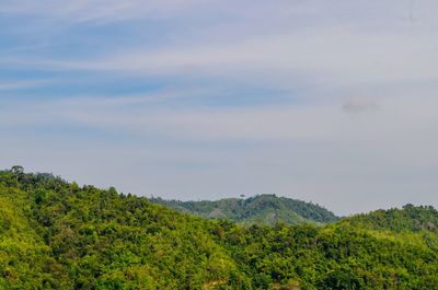 Scenic view of forest against sky