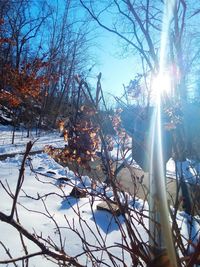 Sun shining through trees