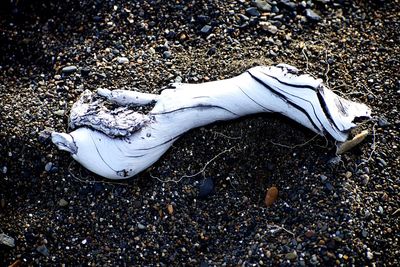 High angle view of a horse on the road
