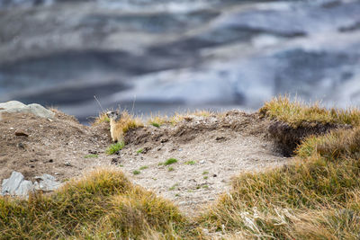 Close-up of lizard on rock