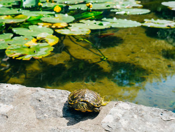 High angle view of lizard on rock in lake