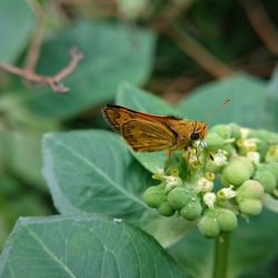 Butterfly pollinating on flower