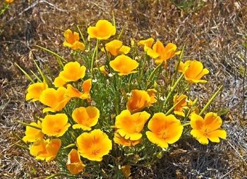 Close-up of yellow flowers blooming in field