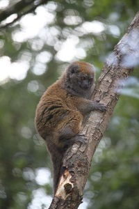 Little monkey view of sitting on tree trunk 