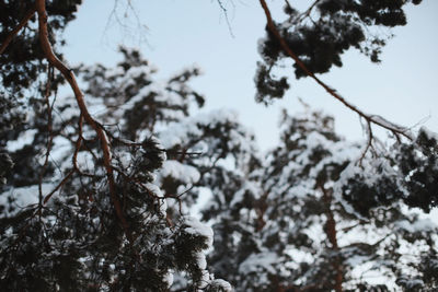 Low angle view of frozen tree against sky during winter