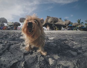 View of a dog on beach