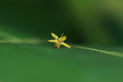 Close-up of yellow leaves on plant