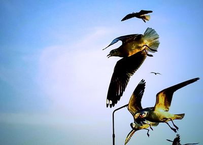 Low angle view of birds flying