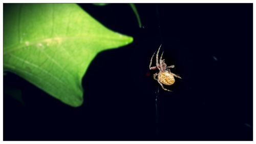 Close-up of spider on web