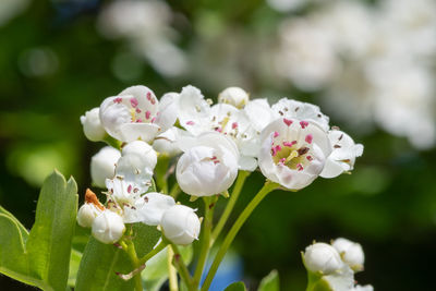 Close-up of white flowers