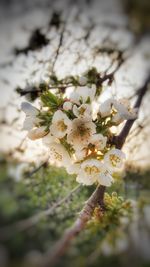 Close-up of cherry blossom