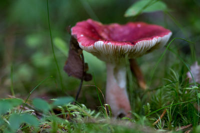 Close-up of mushroom