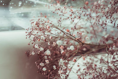 Close-up of cherry blossom tree