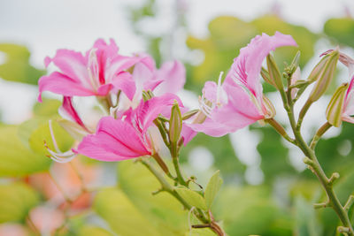 Close-up of insect on pink flowering plant