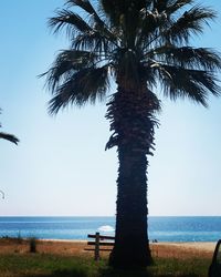 Palm tree by sea against sky